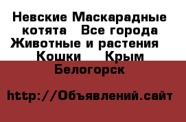 Невские Маскарадные котята - Все города Животные и растения » Кошки   . Крым,Белогорск